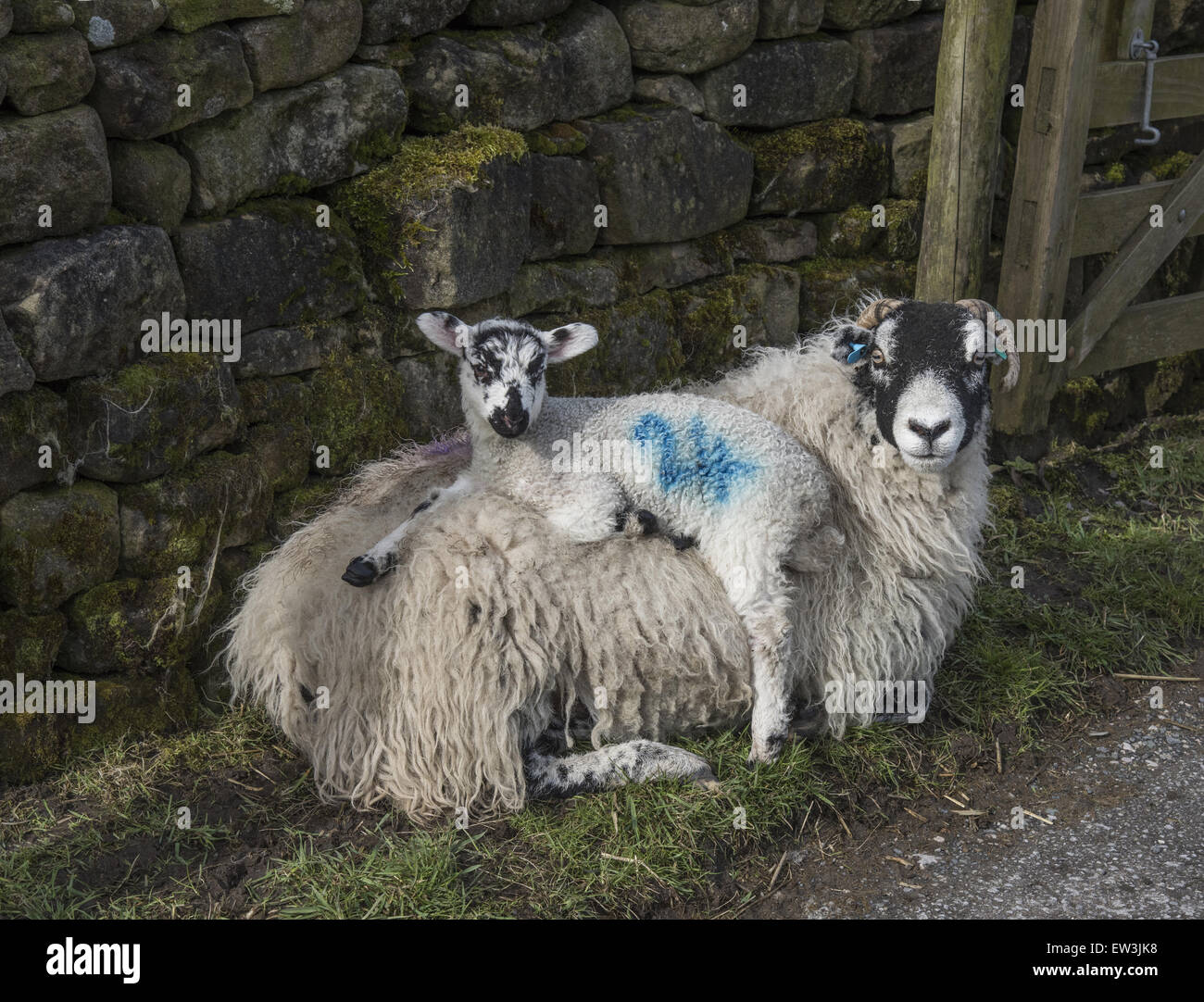 Hausschafe, Swaledale Ewe mit Maultier Lamm, Lamm ruht auf Rückseite des Ewe neben Trockenmauer, Dunlop Brücke, Lancashire, England, April Stockfoto