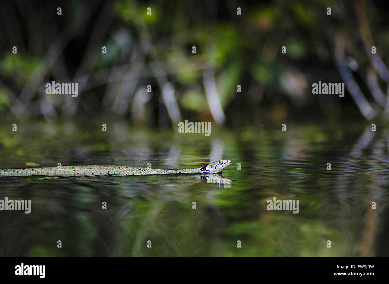 Ringelnatter (Natrix Natrix) Erwachsenen, Schwimmen im Kanal, Cromford-Kanal, Derbyshire, England, April Stockfoto