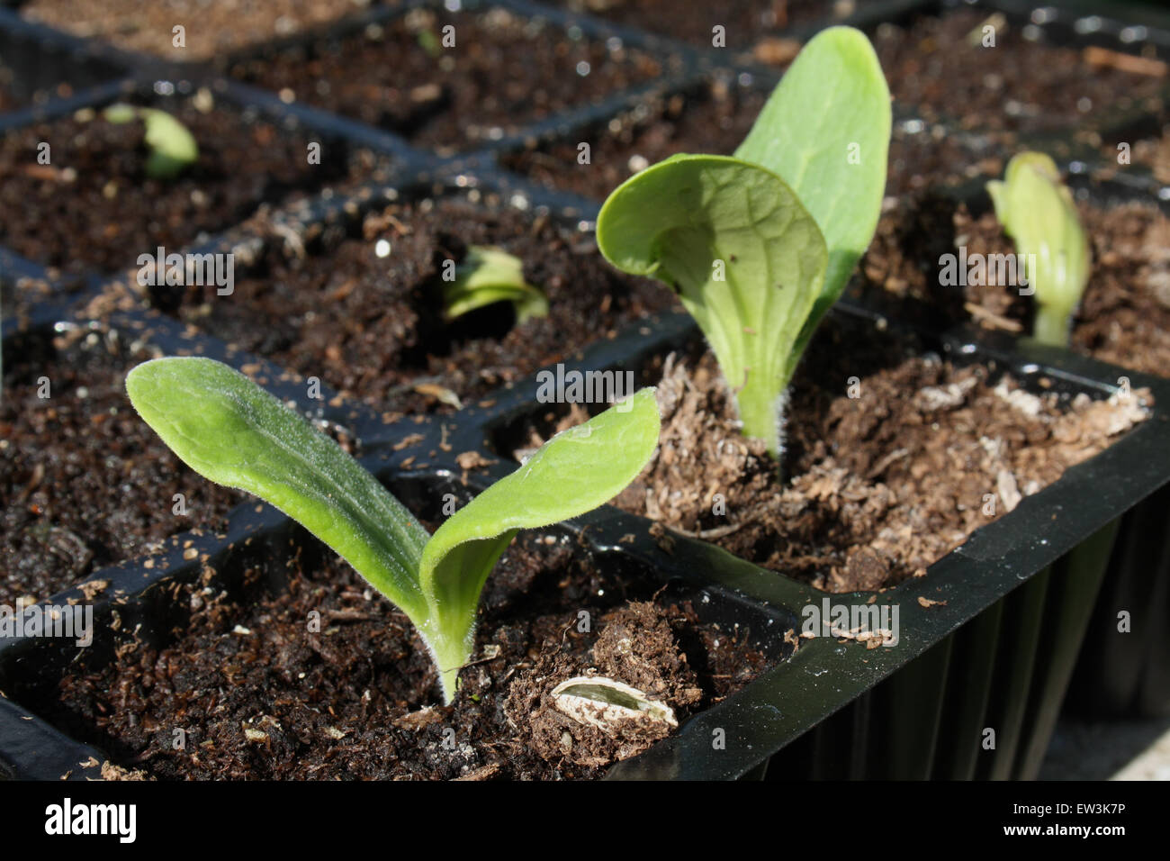 Zucchini (Cucurbita sp.) 'Primula F1', Sämlinge wachsen im Anzuchtkasten auf Garten Gemüsegarten, Mendlesham, Suffolk, England, Stockfoto