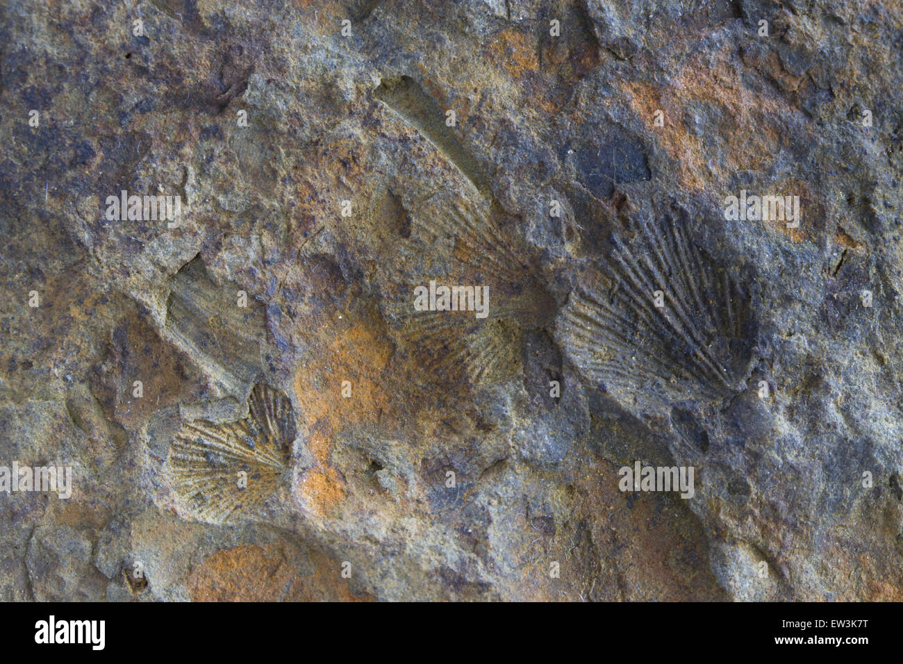 Ordovician Fotos und Bildmaterial in hoher Auflösung Alamy