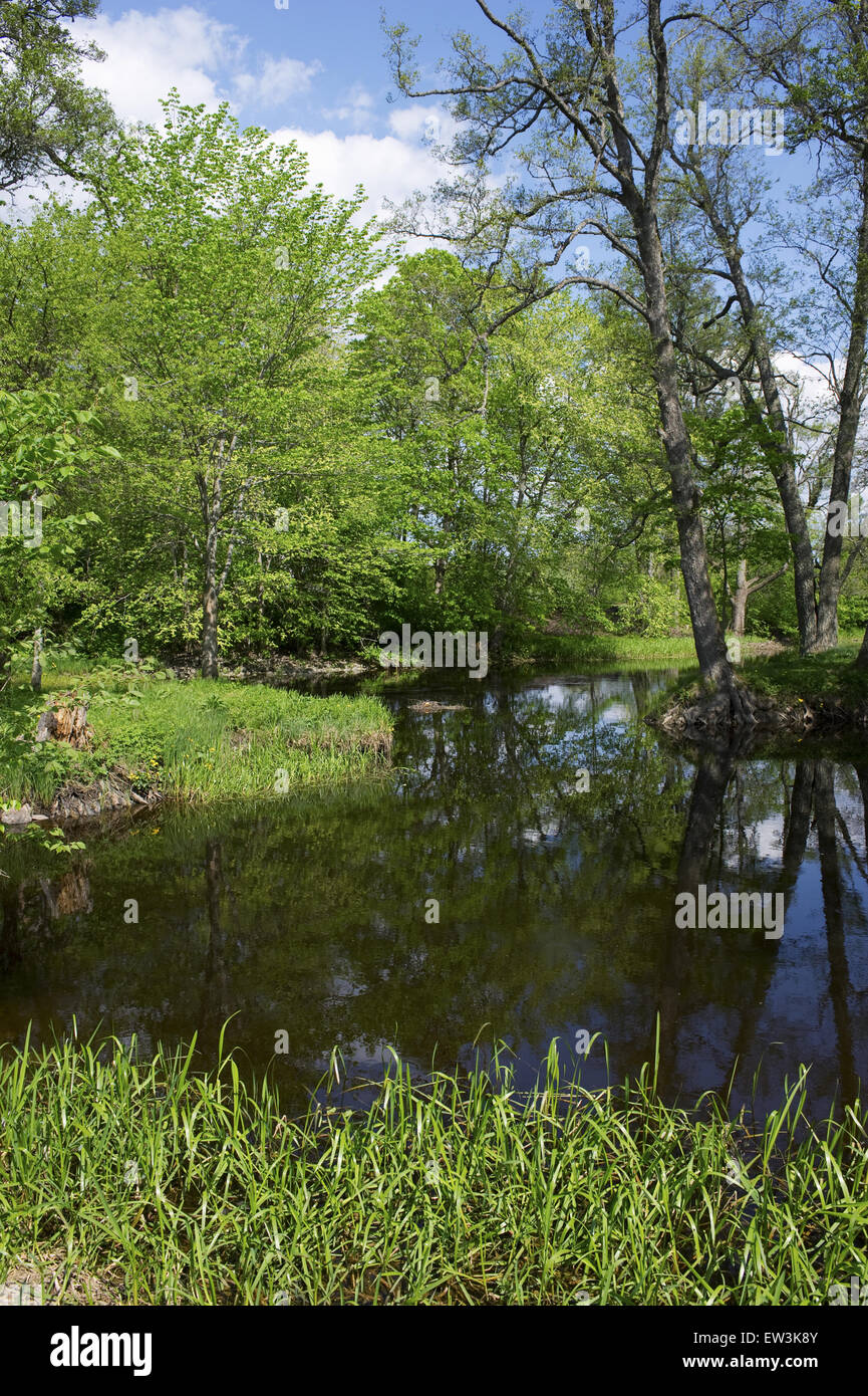 Blick auf Fluss und Bäume am Ufer, Tamnar Fluss, Vastland, Uppland, Schweden, Mai Stockfoto