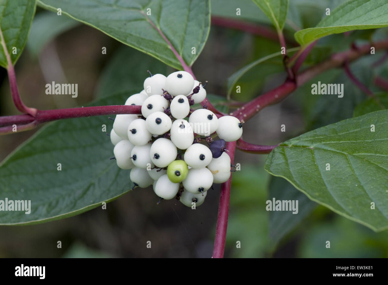 Rote Stängel Hartriegel, Cornus Alba, weiße Frucht auf Zierstrauch