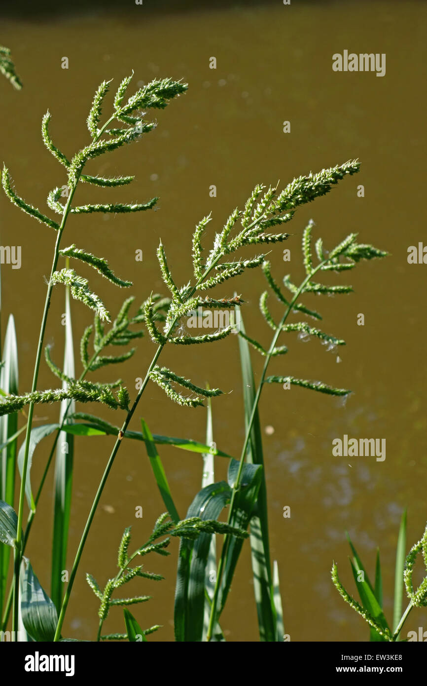 Barnyard Rasen Echinochloa Crus Galli Eingefuhrte Arten Bluhende Spitzen Wachsen Am Ufer Des Canal Kennet Und Avon Kanal Stockfotografie Alamy