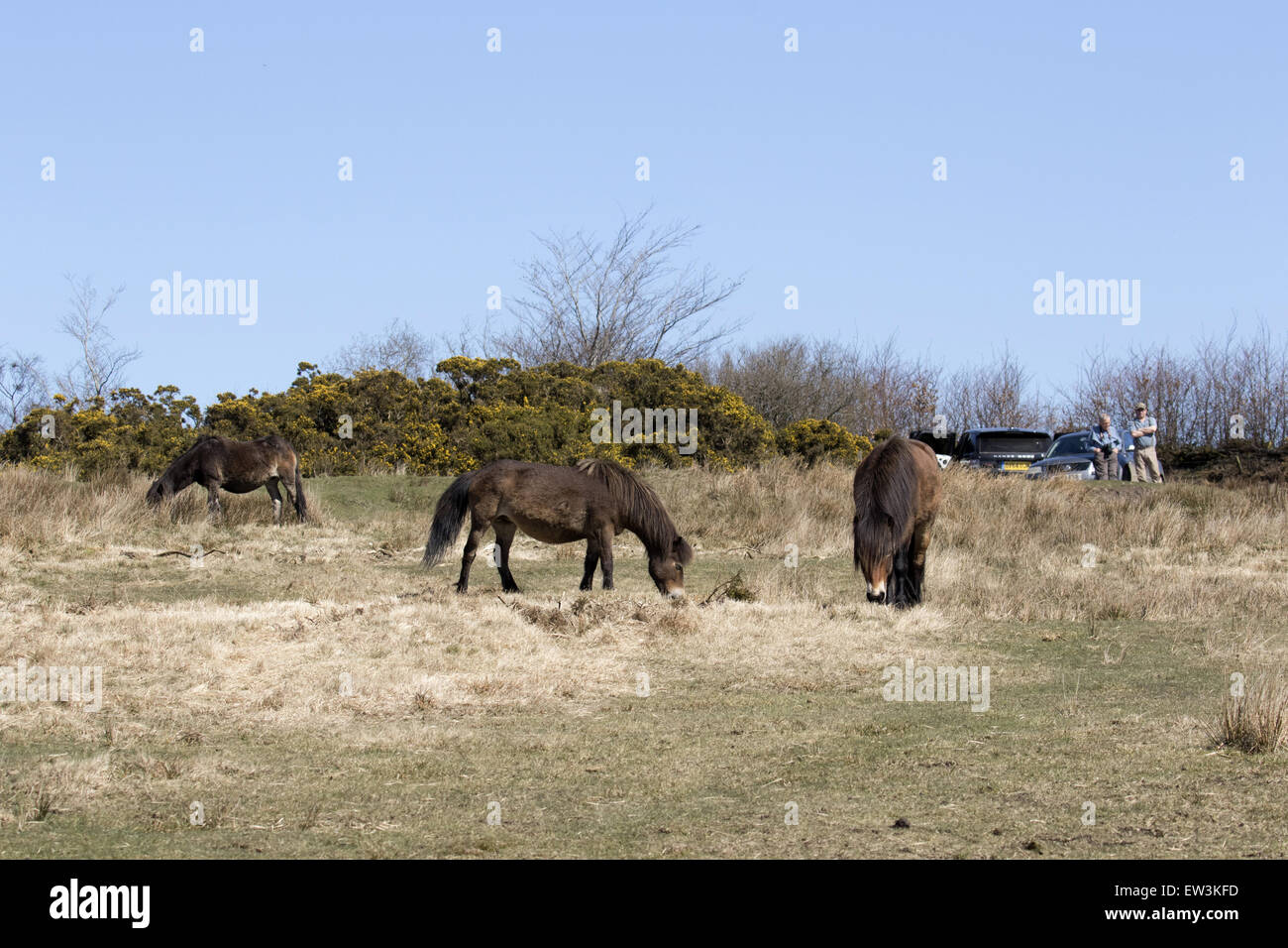 Gruppe von Exmoor Ponys, beobachtet von Menschen, Exmoor Nationalpark, Somerset, England Stockfoto