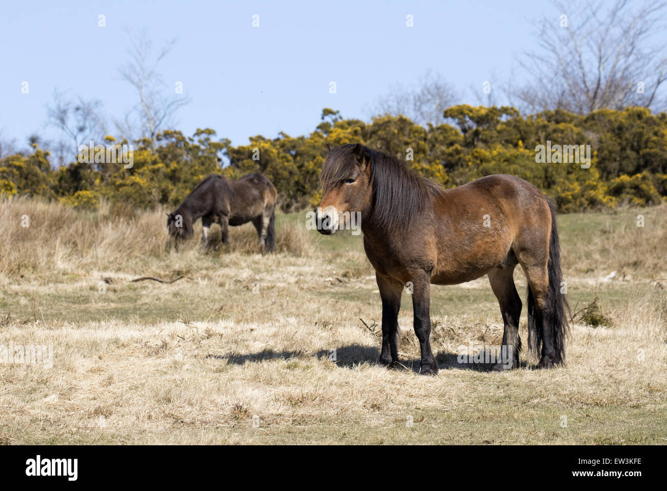 Exmoor Pony, Erwachsener Hengst, Exmoor Nationalpark, Somerset, England Stockfoto