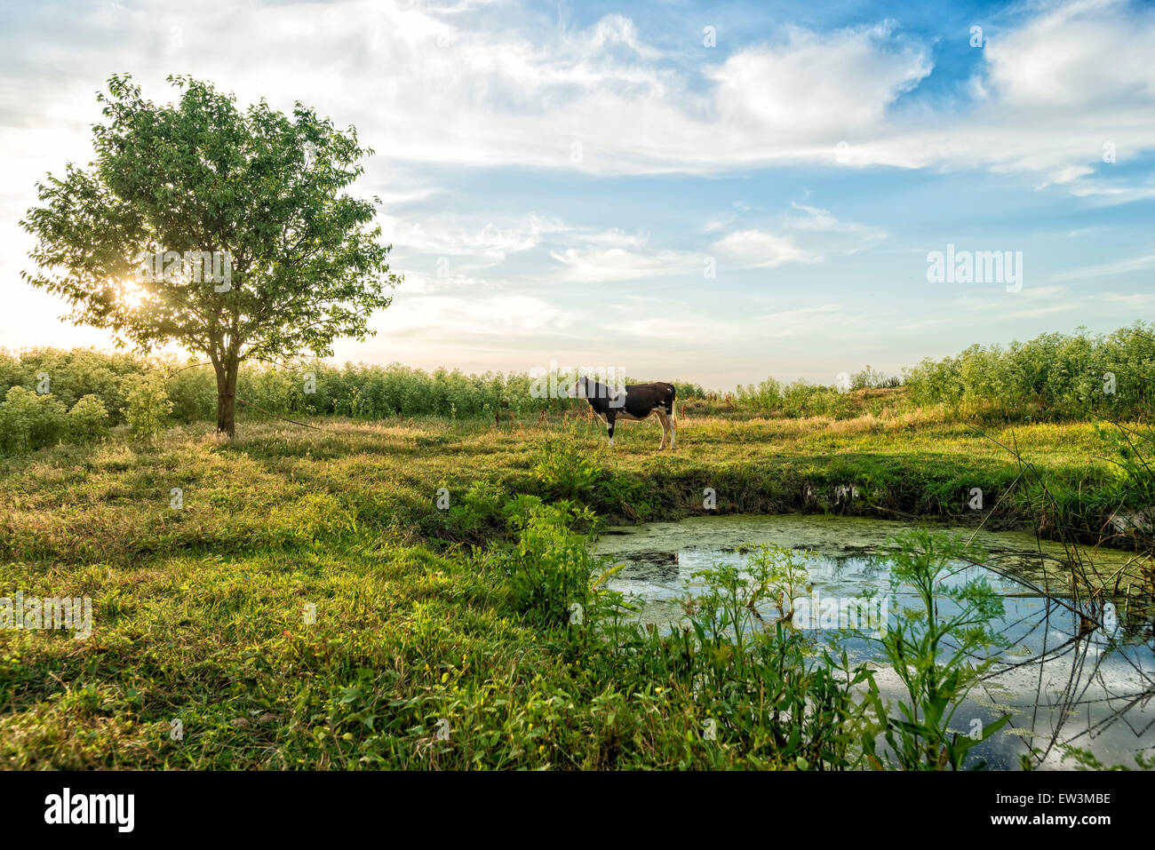 Kuh auf grünem Rasen und Abendhimmel Stockfoto