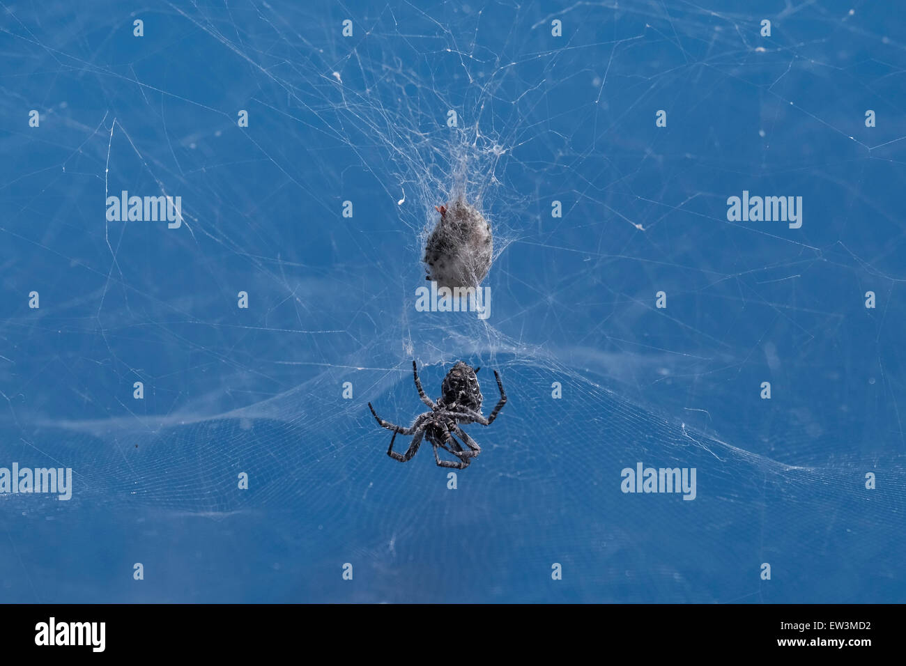 Garten Orbweaver mit Käfer Beute gefangen im Netz Stockfoto