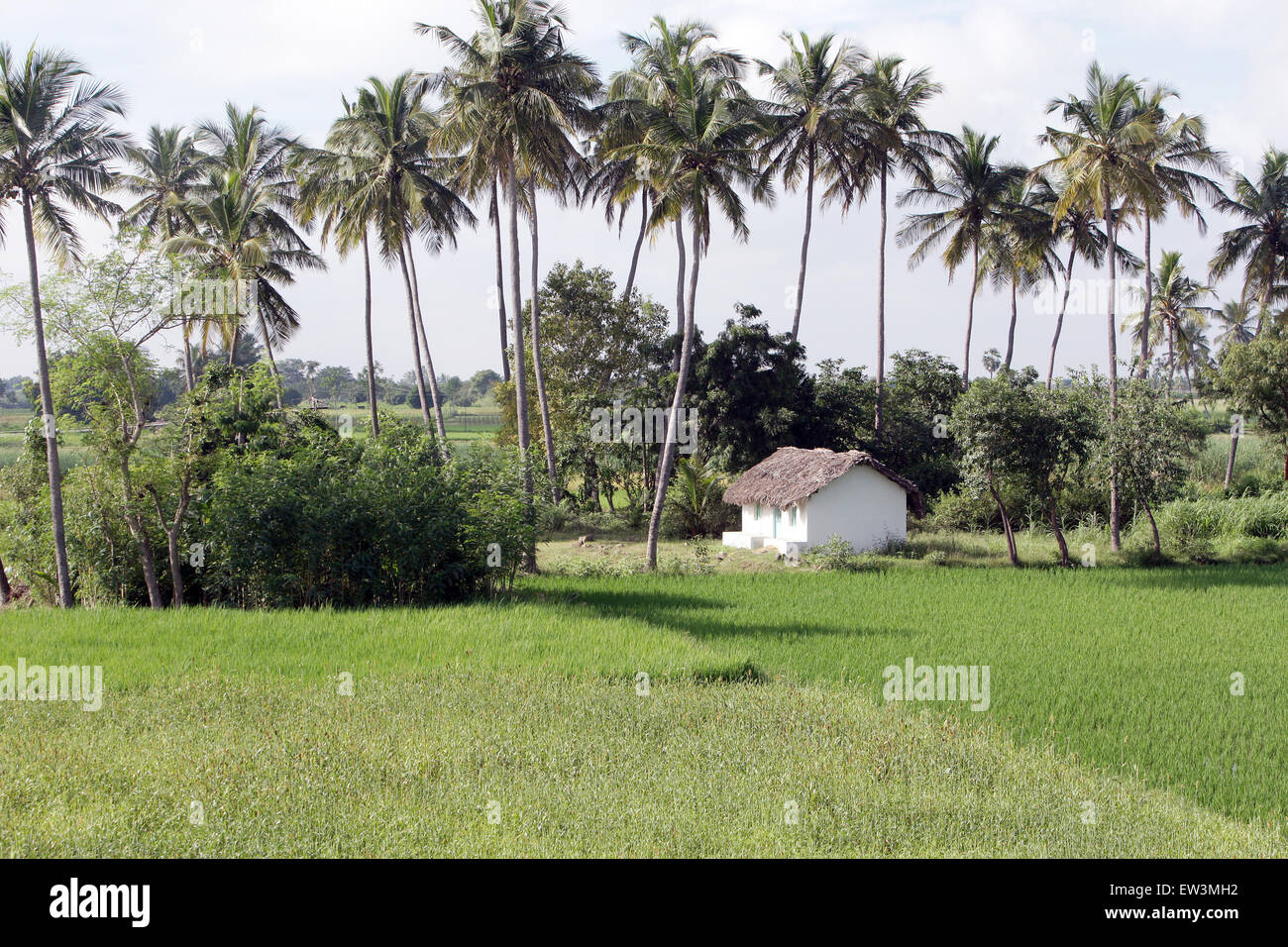 Reisfelder und Palmen in der Nähe eines Dorfes in Tamil Nadu, Indien, Asien Stockfoto