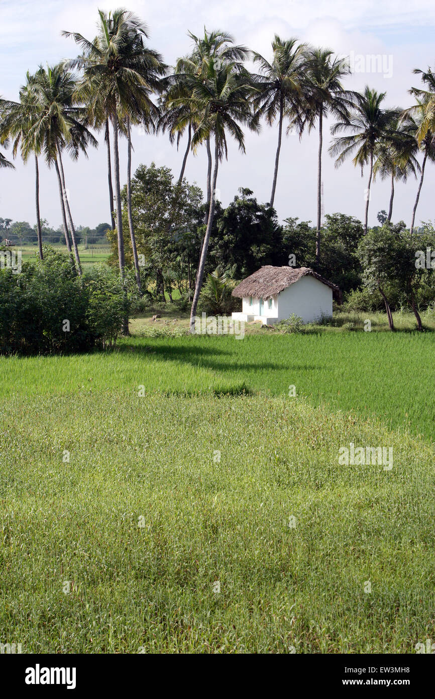 Reisfelder und Palmen in der Nähe eines Dorfes in Tamil Nadu, Indien, Asien Stockfoto
