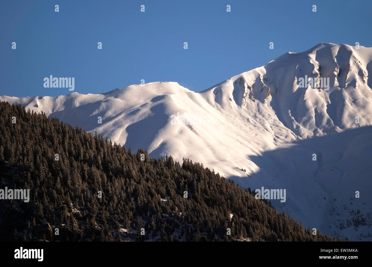 einen Blick auf weit entfernten schneebedeckten Alpen Berg und in den Vordergrund von Nadelbäumen Stockfoto