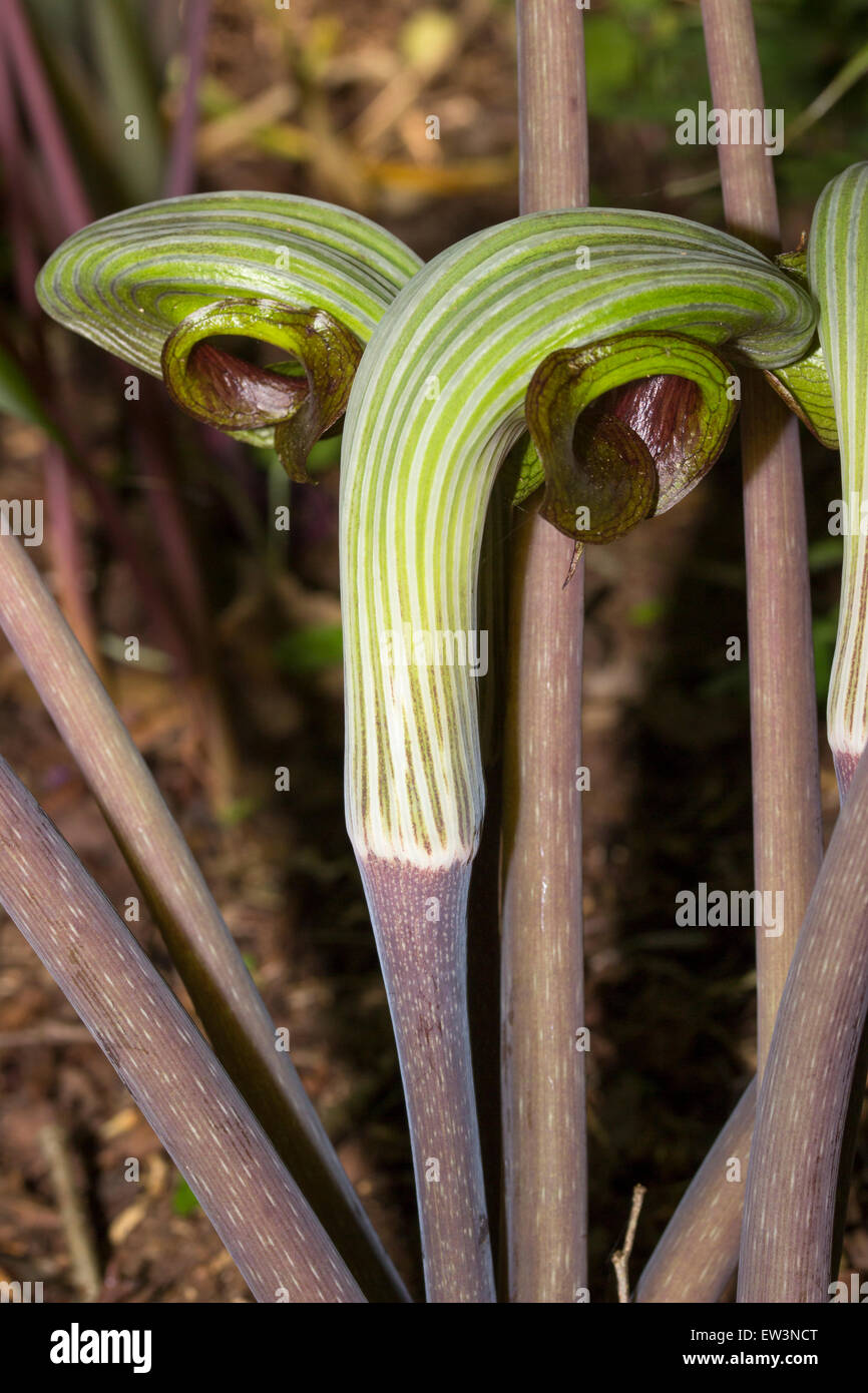 Juni-Blumen von exotischen Arum relative, Arisaema ringens Stockfoto