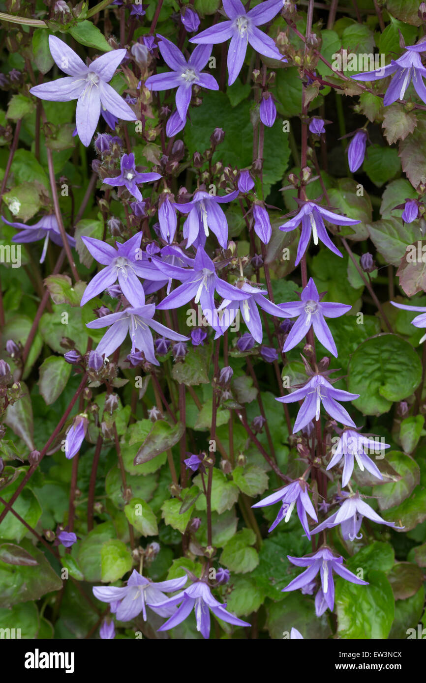 Frühe Sommerblumen für die nachfolgende Glockenblume, Campanula poscharskyana Stockfoto