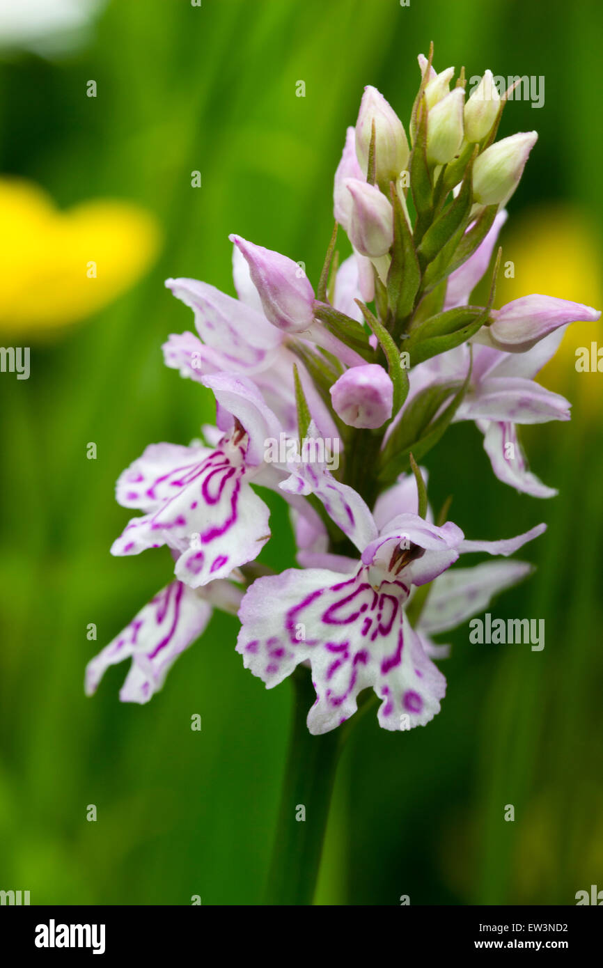 Blütenstand der gemeinsamen gefleckte Orchidee, Dactylorhiza Fuchsii, eine terrestrische Arten von blühenden Wiesen Stockfoto