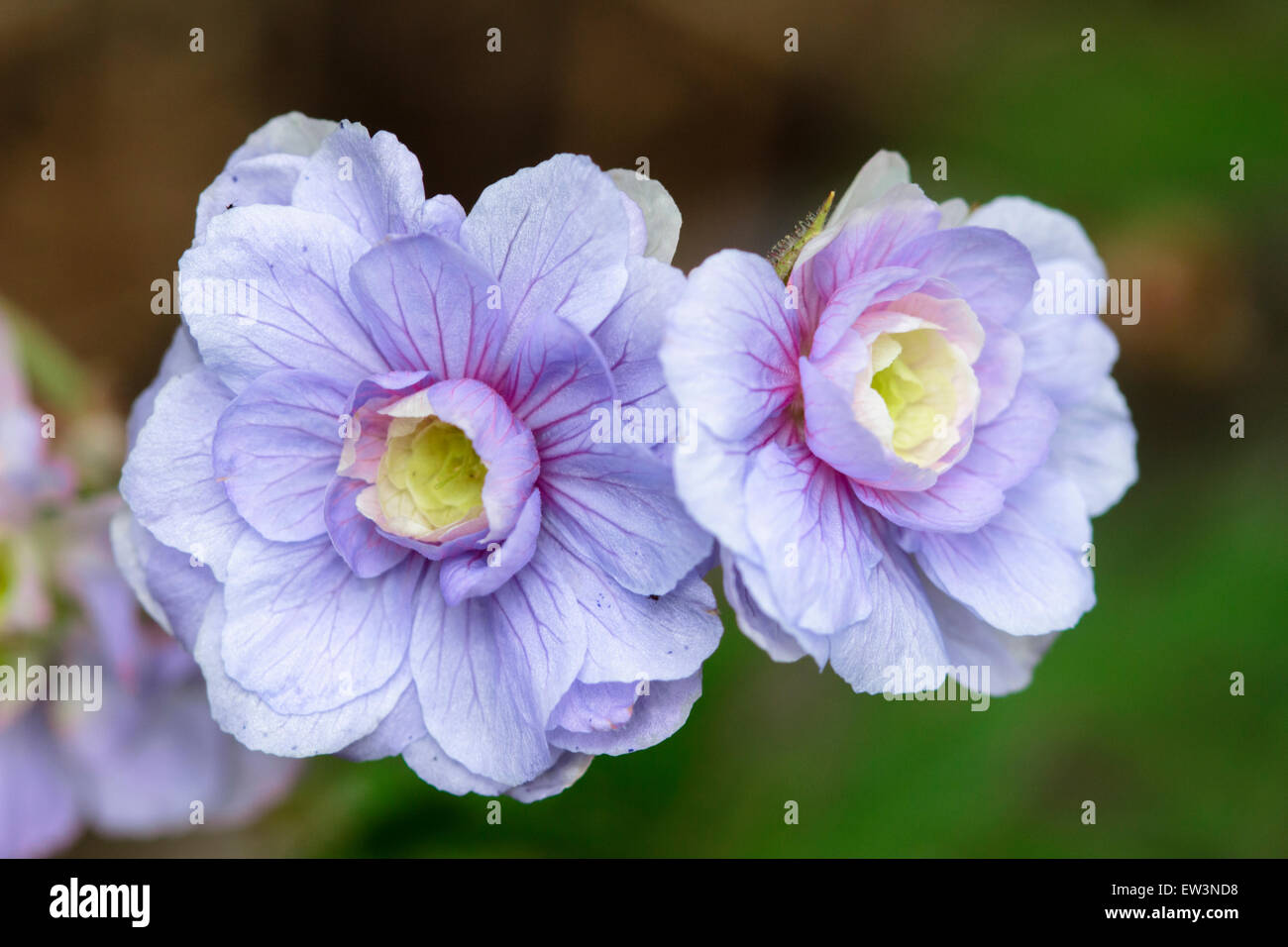 Doppelte blühende Form von der Wiese-Storchschnabel, Geranium Pratense 'Summer Skies' Stockfoto