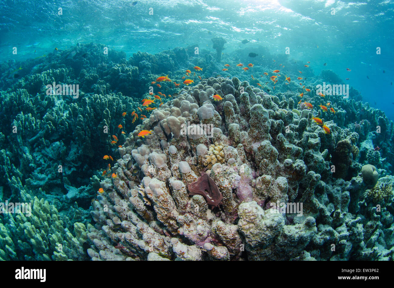 Meer Goldie schwimmen über ein Riff im Roten Meer, Ägypten. Stockfoto