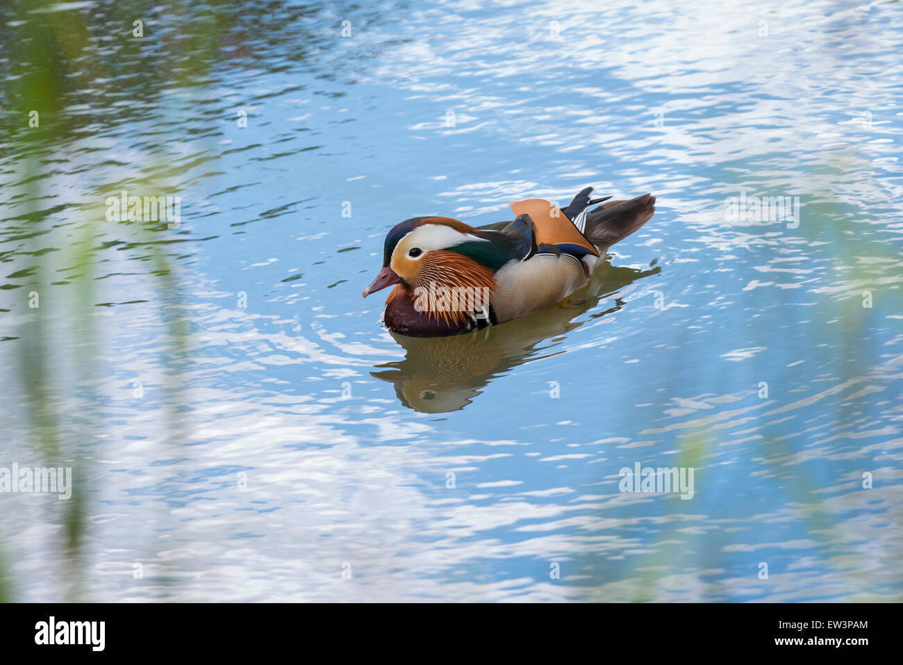 North West London, Wildlife Natur Park Reserve Wald Szene Wasser Teich See Chinesisch Mandarin Ente exotisch bunte bunte Stockfoto