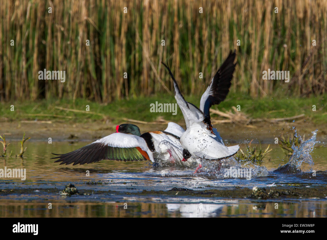 Gemeinsamen Brandgänse (Tadorna Tadorna) jagten einander im Teich Stockfoto