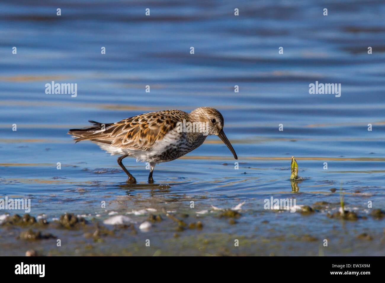 Alpenstrandläufer (Calidris Alpina) auf Nahrungssuche im seichten Wasser der Salzwiesen Stockfoto