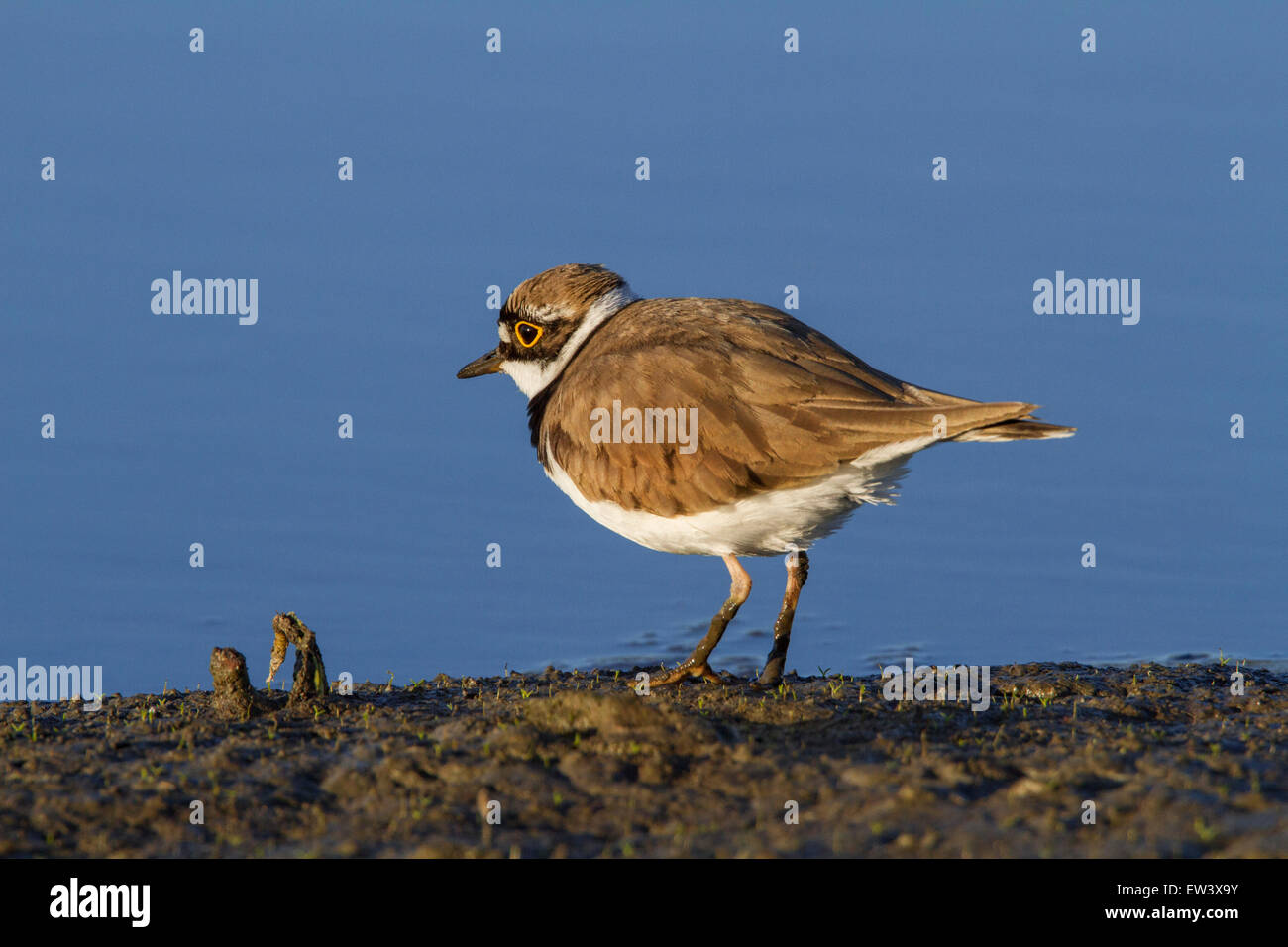 Flussregenpfeifer (Charadrius Dubius) auf Nahrungssuche in Salzwiesen Stockfoto