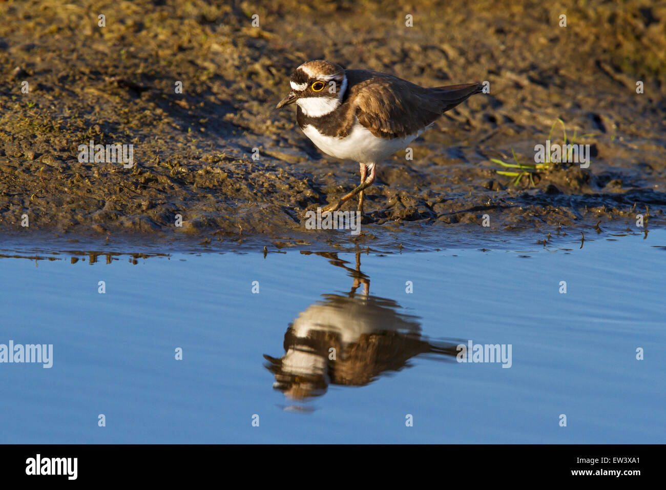 Flussregenpfeifer (Charadrius Dubius) auf Nahrungssuche Seeufer im Feuchtgebiet Stockfoto