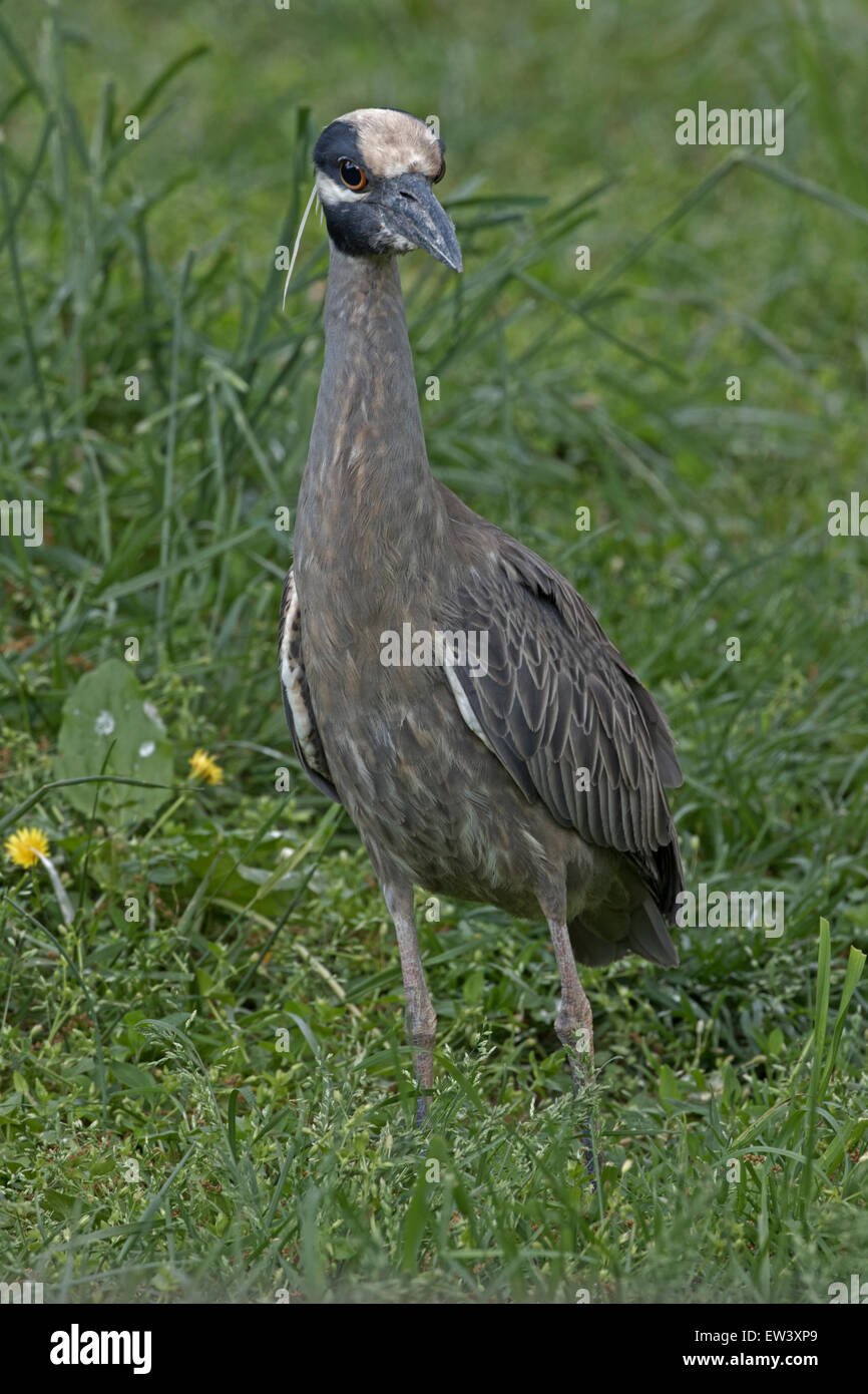 Gelb-gekrönter Nachtreiher (Nyctanassa Violacea, Washington D.C. Stockfoto