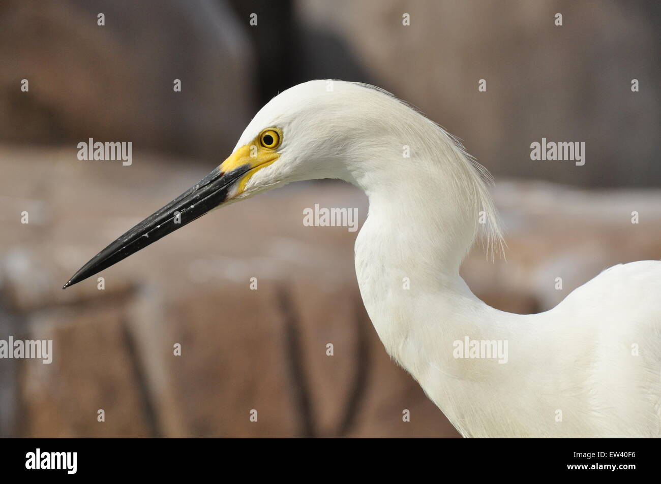 Snowy Reiher Vogel Stockfoto