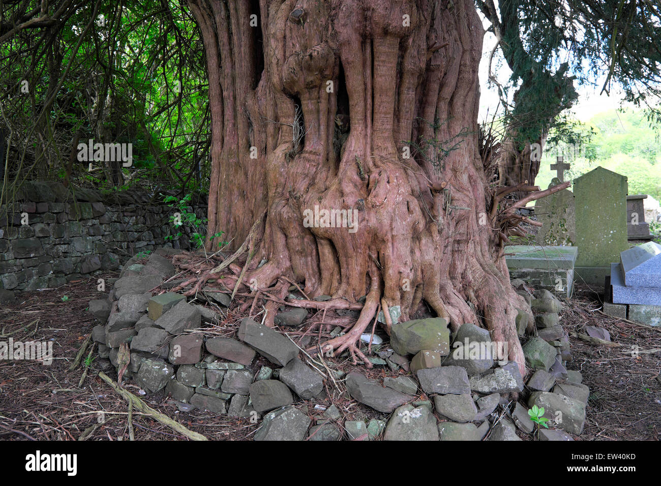 Alte Eibe umgeben von Steinen in St Marys Kirchhof Ystradfellte Powys Wales, UK KATHY DEWITT Stockfoto