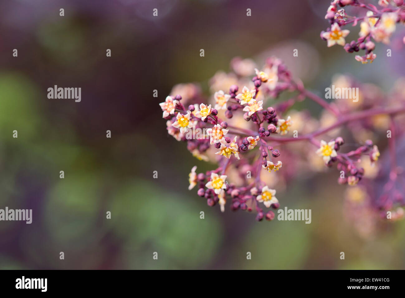 Cotinus Coggygria 'Royal Purple'. Bush Blüten Rauchen Stockfoto