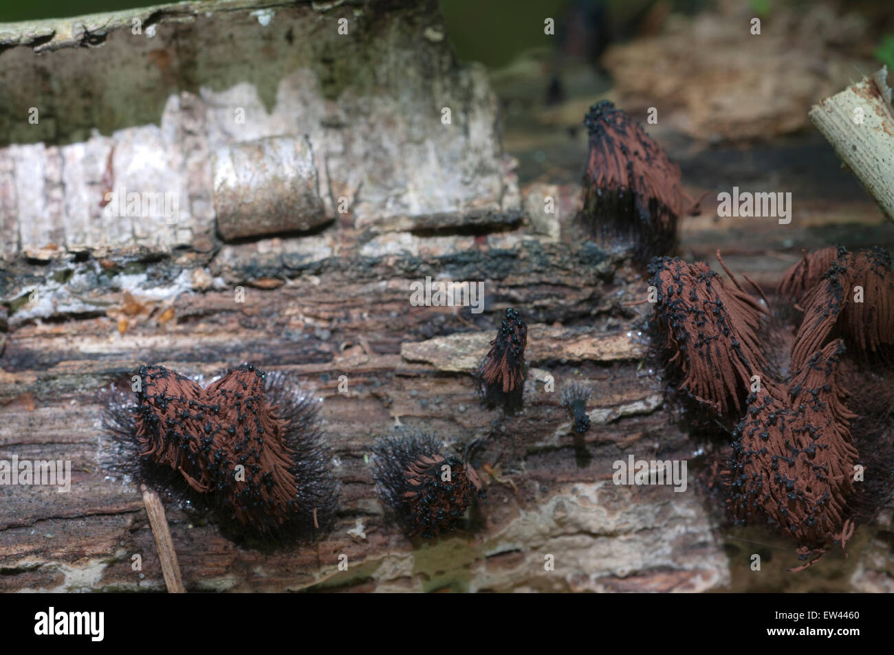 Pilze (Myxomycetes Stemonitis Fusca) auf einem alten umgestürzten Baum, Makroaufnahme Stockfoto