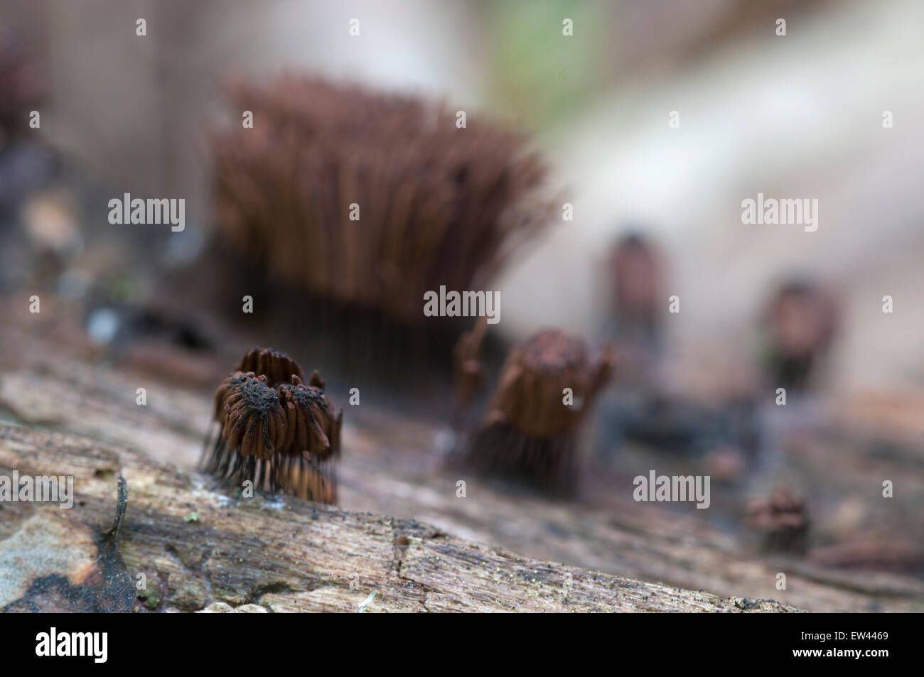 Pilze (Myxomycetes Stemonitis Fusca) auf einem alten umgestürzten Baum, Makroaufnahme Stockfoto