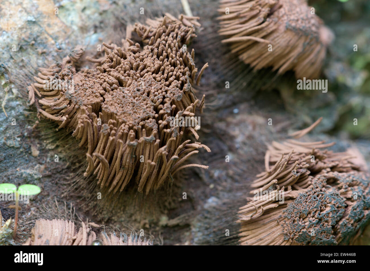 Pilze (Myxomycetes Stemonitis Fusca) auf einem alten umgestürzten Baum, Makroaufnahme Stockfoto