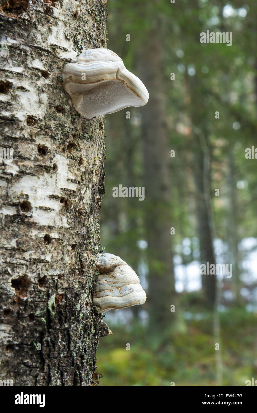 Nahaufnahme von zwei Polypores auf einer Birke in einem Wald in Finnland wachsen Stockfoto