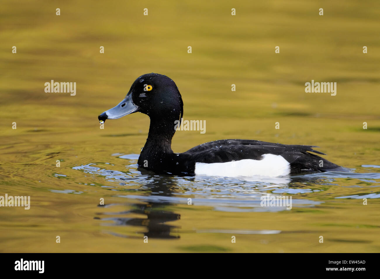 Reiherenten (Aythya Fuligula), Schwimmen im See Stockfoto