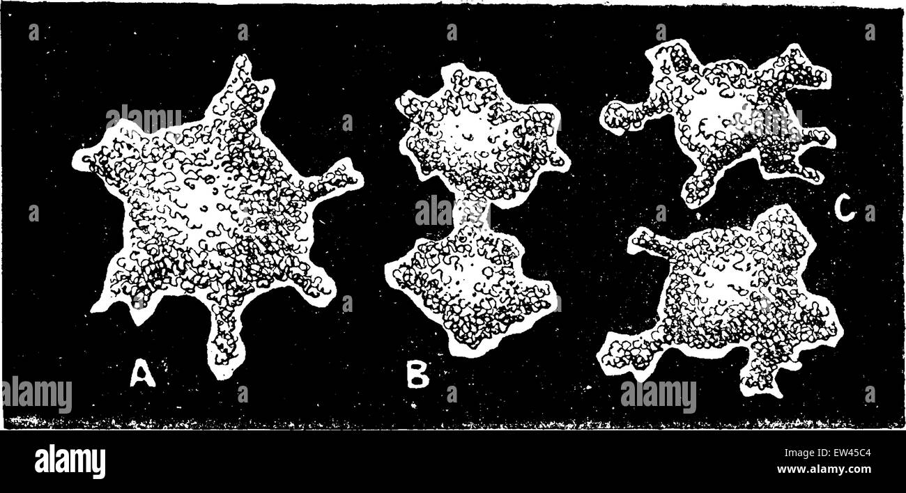 Die ersten Organismen, Monere, der nach Haeckel, Vintage gravierten Abbildung. Erde vor den Menschen – 1886. Stock Vektor