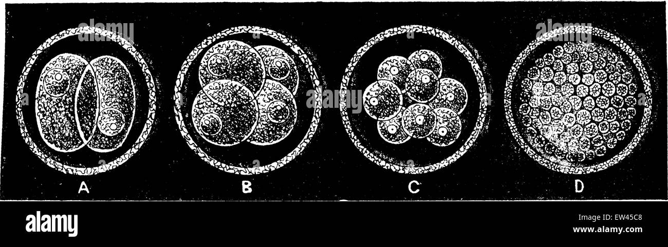Frühen Stadien der Schöpfung eines Säugers, graviert Vintage Illustration. Erde vor den Menschen – 1886. Stock Vektor