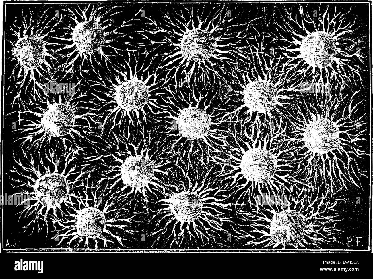 Die ersten Organismen. Verband Monera, graviert Vintage Illustration. Erde vor den Menschen – 1886. Stock Vektor
