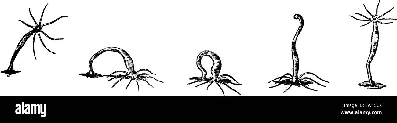 Das Süßwasser Hydra und seine Art der Fortbewegung, graviert Vintage Illustration. Erde vor den Menschen – 1886. Stock Vektor