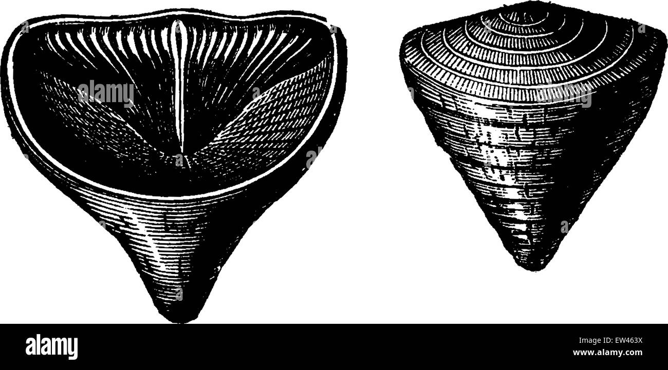 Weichtiere Brachiopoden der Devon-Periode. Calceola Sandalina, graviert Vintage Illustration. Erde vor den Menschen – 1886. Stock Vektor