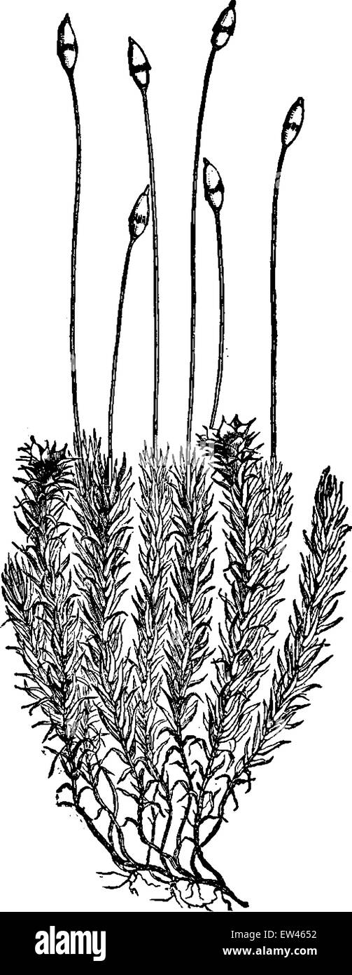 Polytrichum Commune (Moss), Vintage gravierten Abbildung. Erde vor den Menschen – 1886. Stock Vektor
