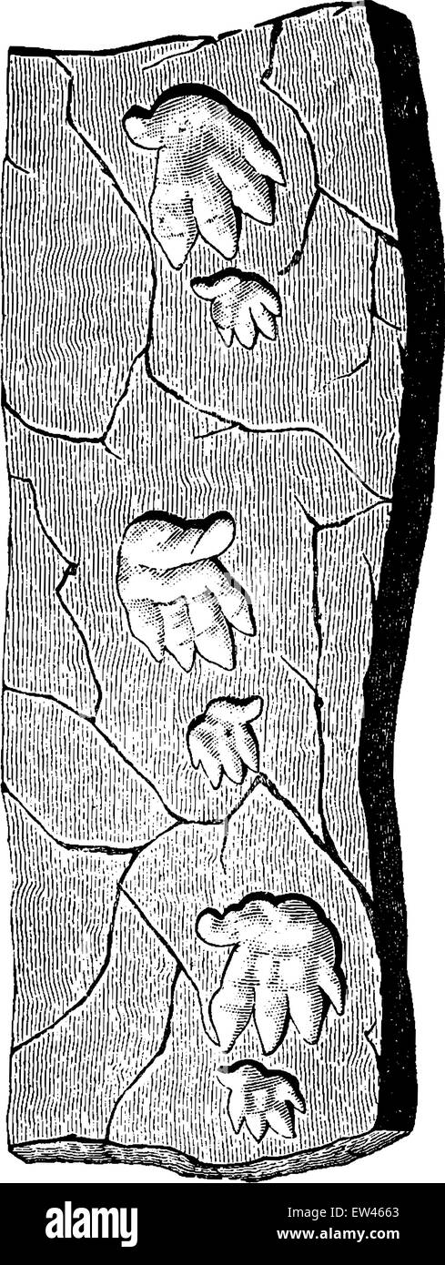 Fußabdrücke von der Altersbestimmung, Vintage gravierten Abbildung links. Erde vor den Menschen – 1886. Stock Vektor