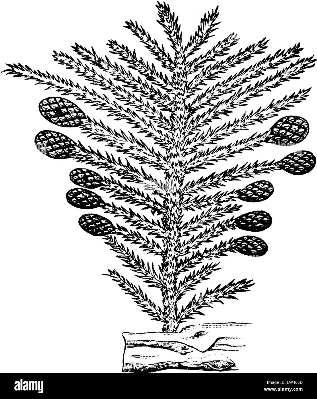 Die Pflanzen der Permian Periode, Nadelbaum, graviert Vintage Illustration. Erde vor den Menschen – 1886. Stock Vektor