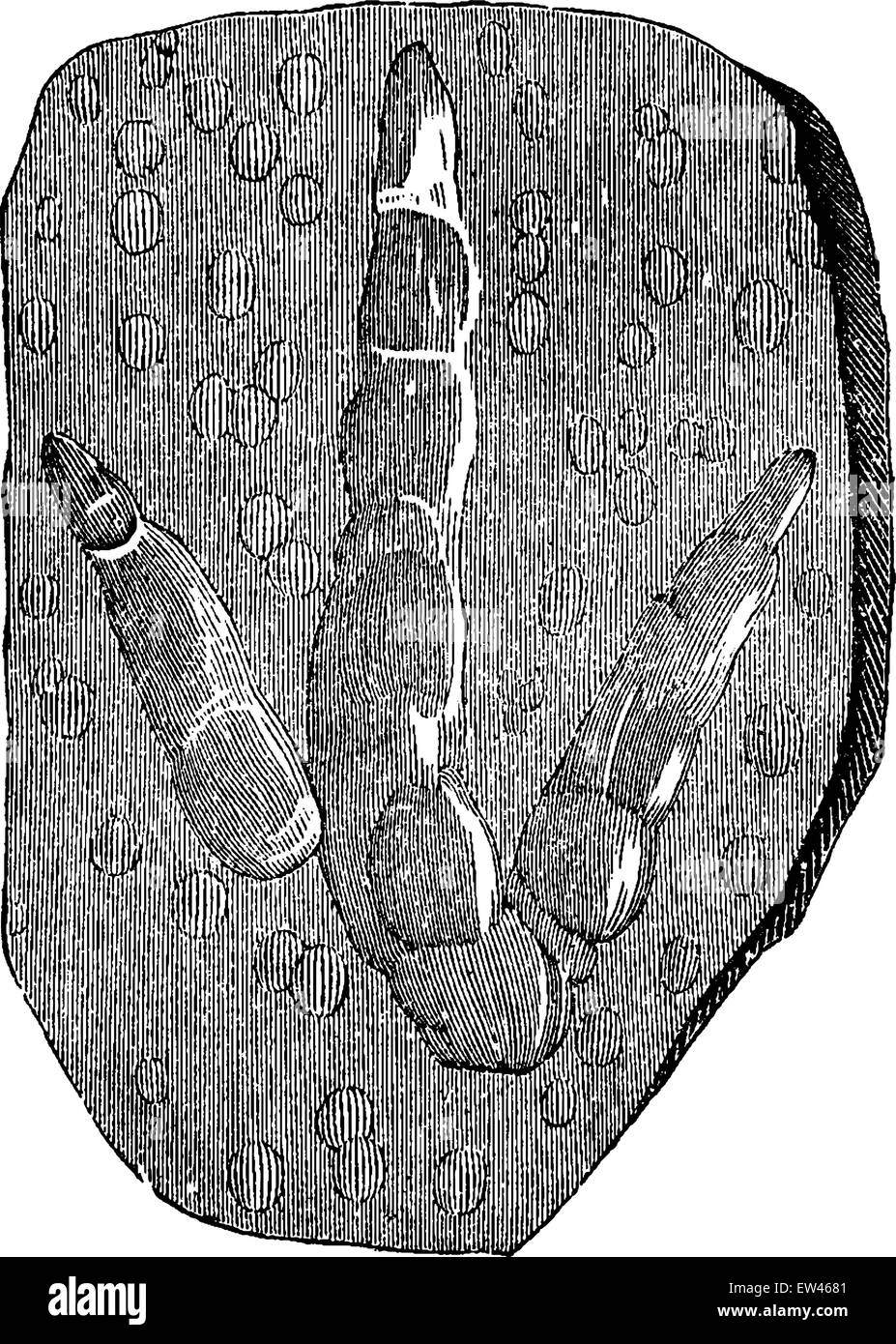 Spuren von brontozoum Giganteum (Trias) mit Abdrücken von Regentropfen, Vintage eingravierten Abbildung. Erde, bevor sich der Mensch - 1886. Stock Vektor