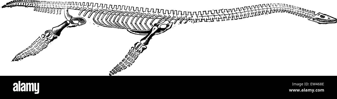 Restaurierte Plesiosaurier Skelett, Vintage gravierten Abbildung. Erde vor den Menschen – 1886. Stock Vektor