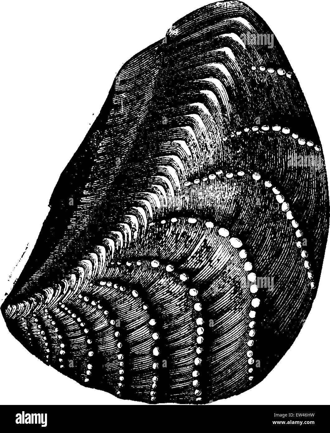 Kopflose Muscheln und Schnecken aus der Jurazeit, graviert Vintage Illustration. Erde vor den Menschen – 1886. Stock Vektor