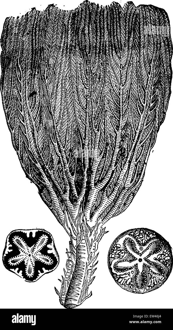 Seelilien aus der Jurazeit, graviert Vintage Illustration. Erde vor den Menschen – 1886. Stock Vektor