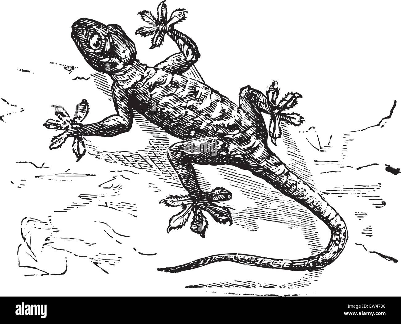 Gecko, graviert Vintage Illustration. Stock Vektor