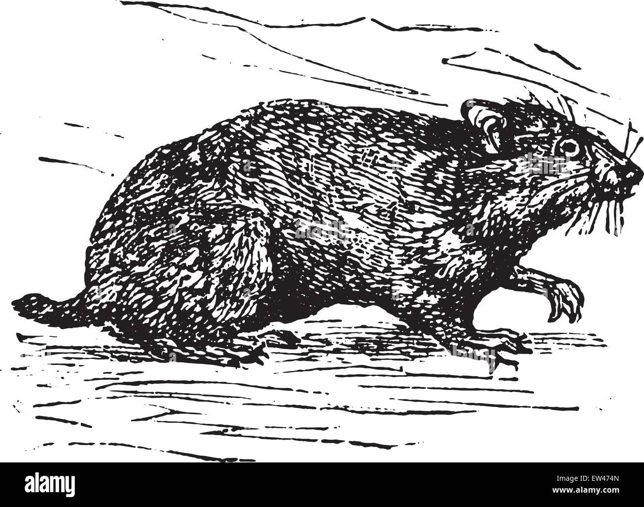 Hamster, graviert Vintage Illustration. Stock Vektor