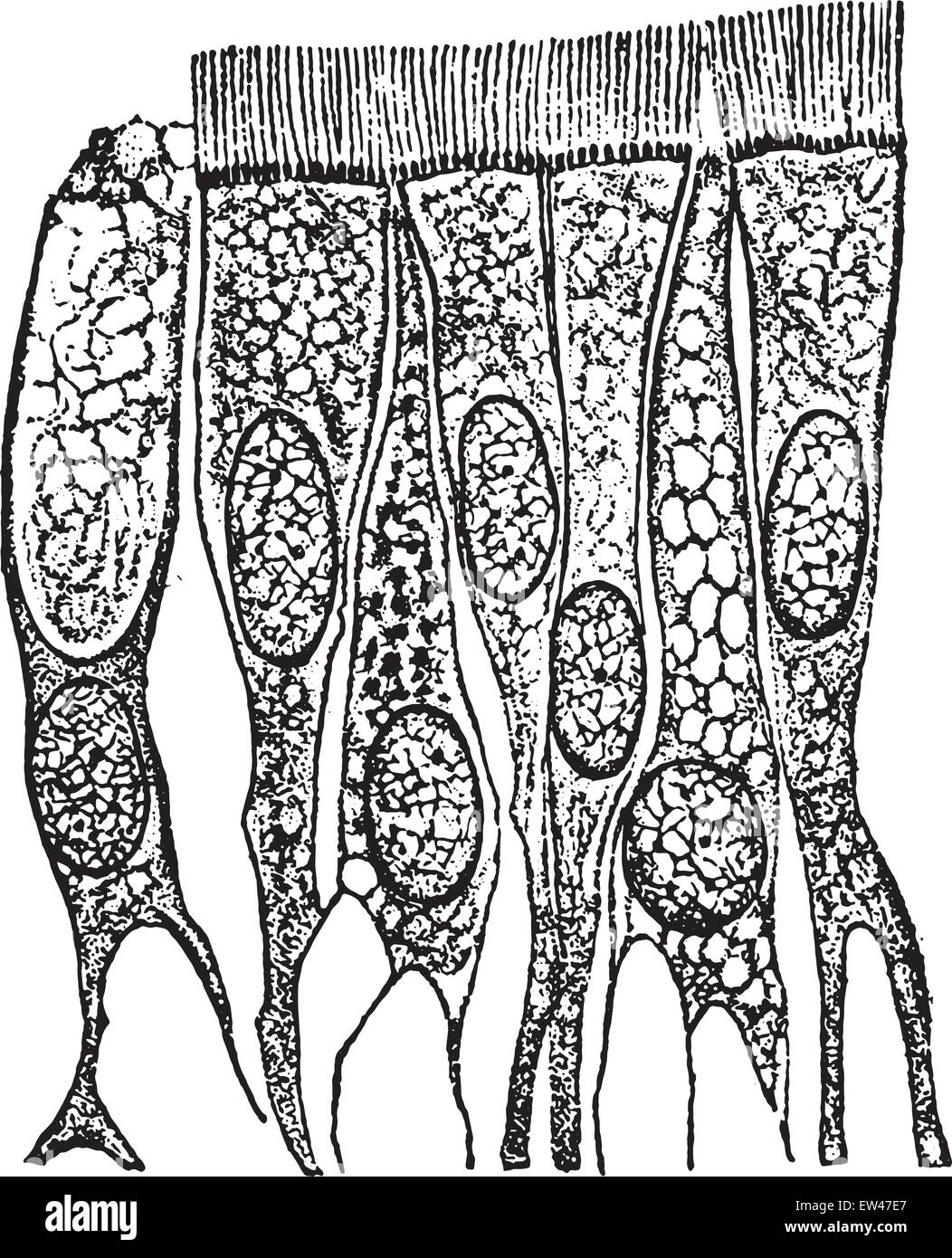 Flimmerepithel Zellen aus dem trachea(windpipe), graviert Vintage Illustration. Stock Vektor