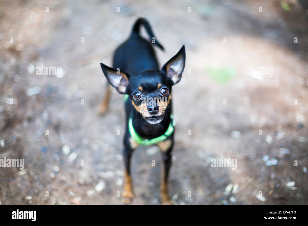 Zwergpinscher Stockfoto