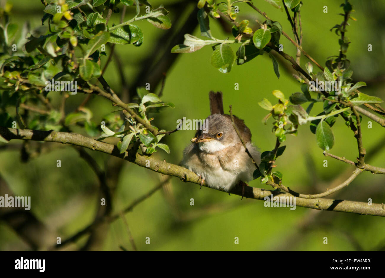 Gemeinsame Whitethroat Stockfoto